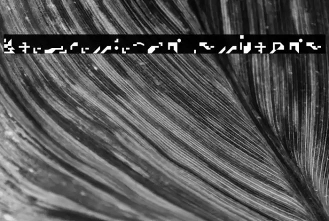 zuptype_pica Regular Font examples