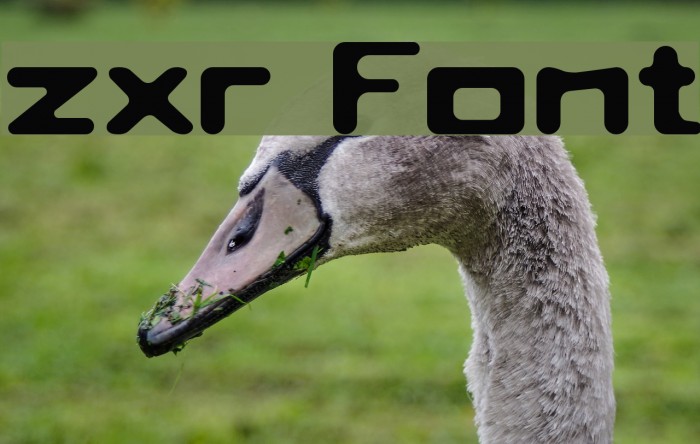zxr Font examples
